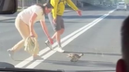 Прохожие помогли утятам перейти дорогу на Большом Сампсониевском проспекте