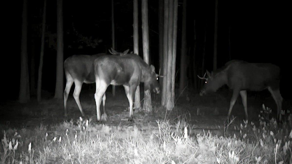 Фото: «Каждой твари по паре»