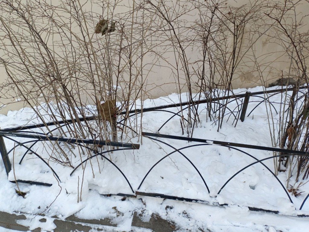 Кустарники пережидали зиму. Фото: МО «Дворцовый округ»