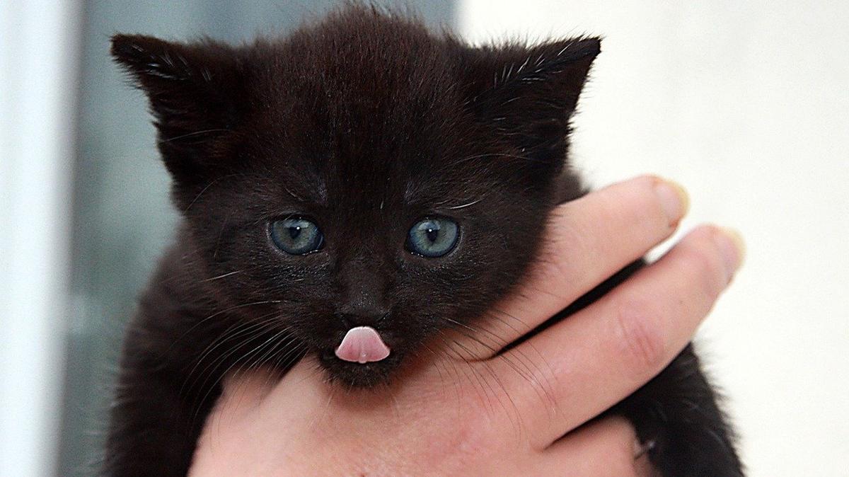 «Ясли» для самых маленьких котят открывает крупнейший в Петербурге приют