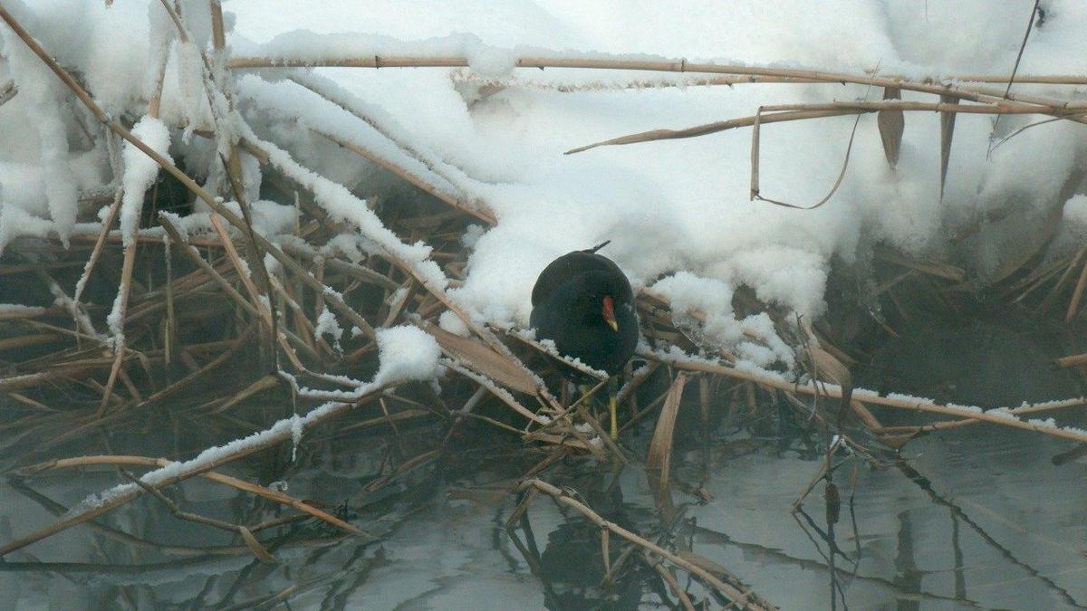 Фото: Павел Глазков / «Каждой твари по паре»