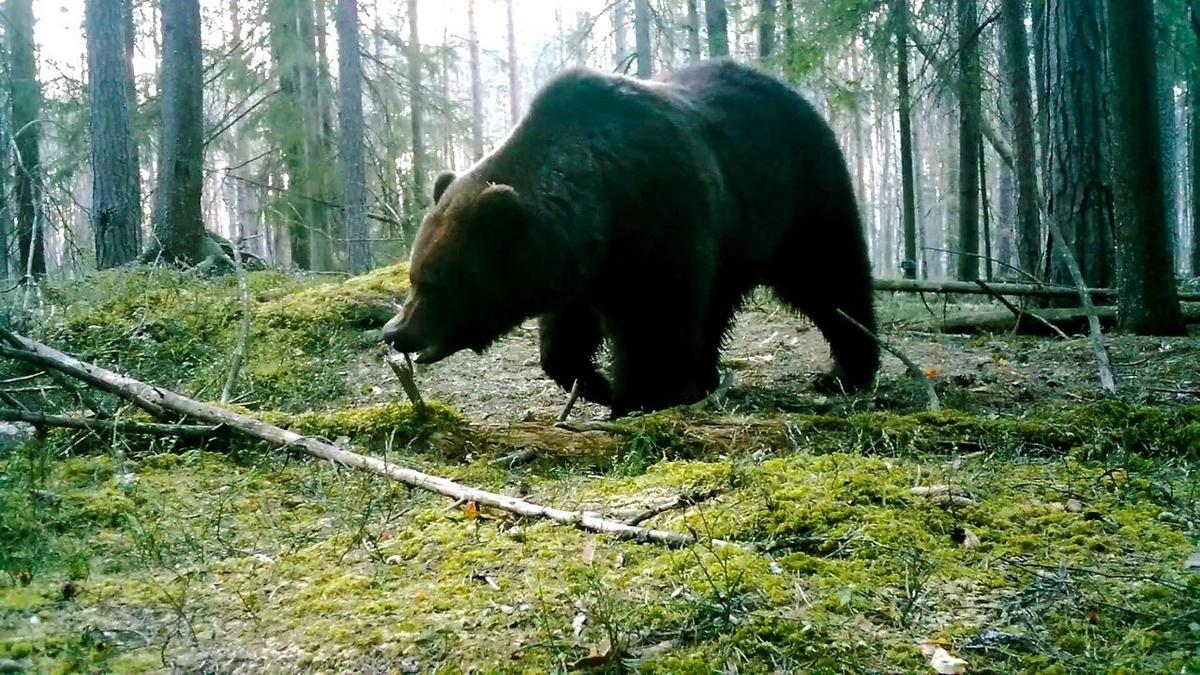 Фото: Павел Глазков / «Каждой твари по паре»