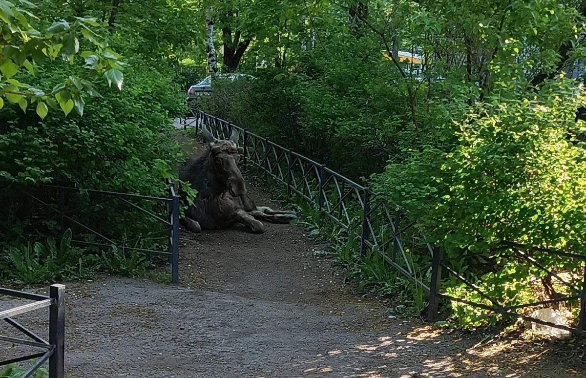 Фото: Юлия Малкоедова / «Купчино»