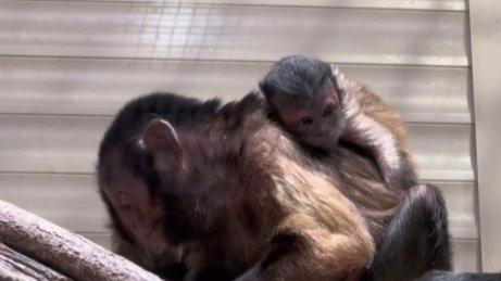 Скриншот видео: Ленинградский зоопарк