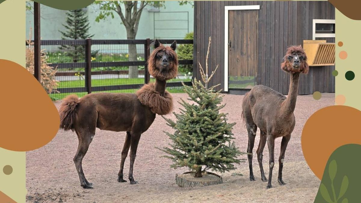 Фото: Ленинградский зоопарк
