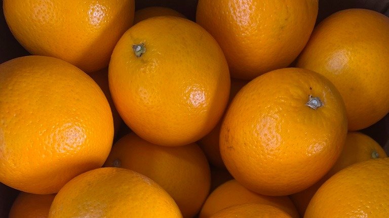 Фото: Северо-Западное управление Россельхознадзора