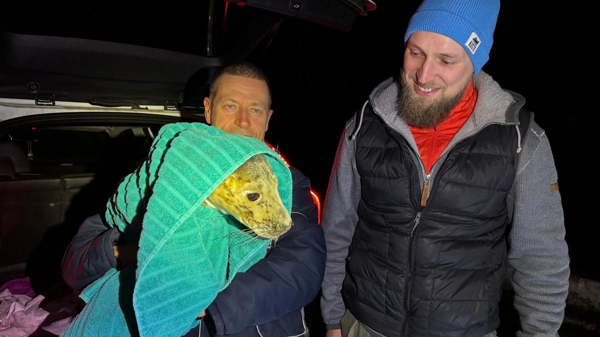 Фото: «Спасение тюленей»