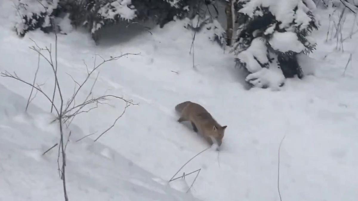 Скриншот видео: комитет по благоустройству