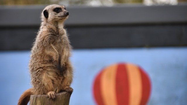 В российские поезда стали пускать с сурикатами и летающими поссумами