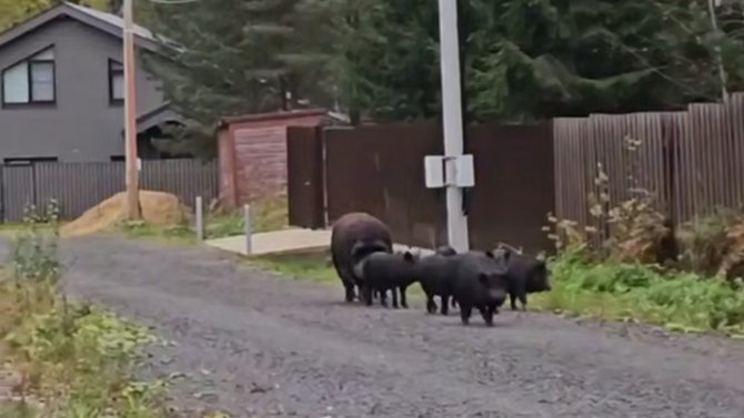 Фото: «Мегаполис»