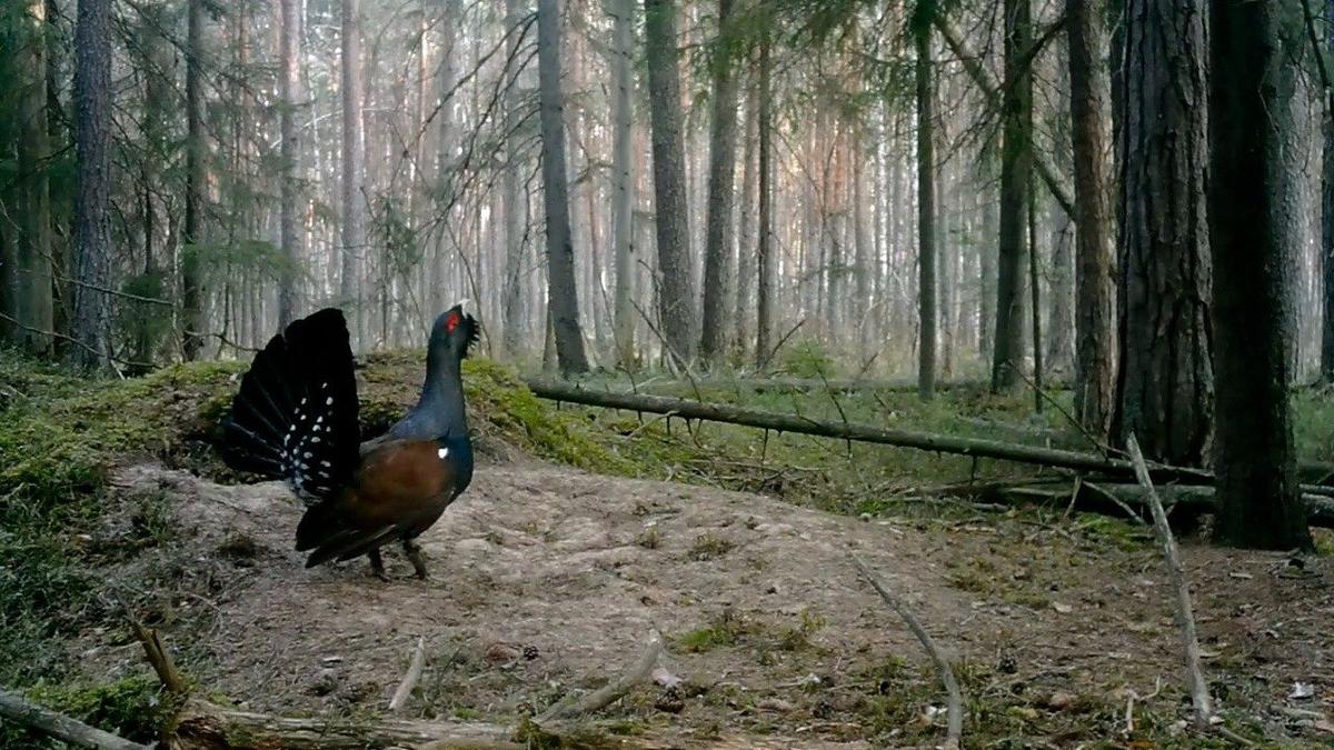 Фото: Павел Глазков / «Каждой твари по паре»