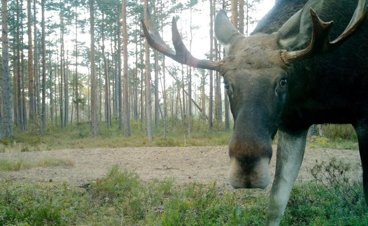 Фото: Павел Глазков / «Каждой твари по паре»