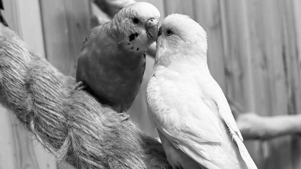 Фото: «МИР ПОПУГАЕВ»