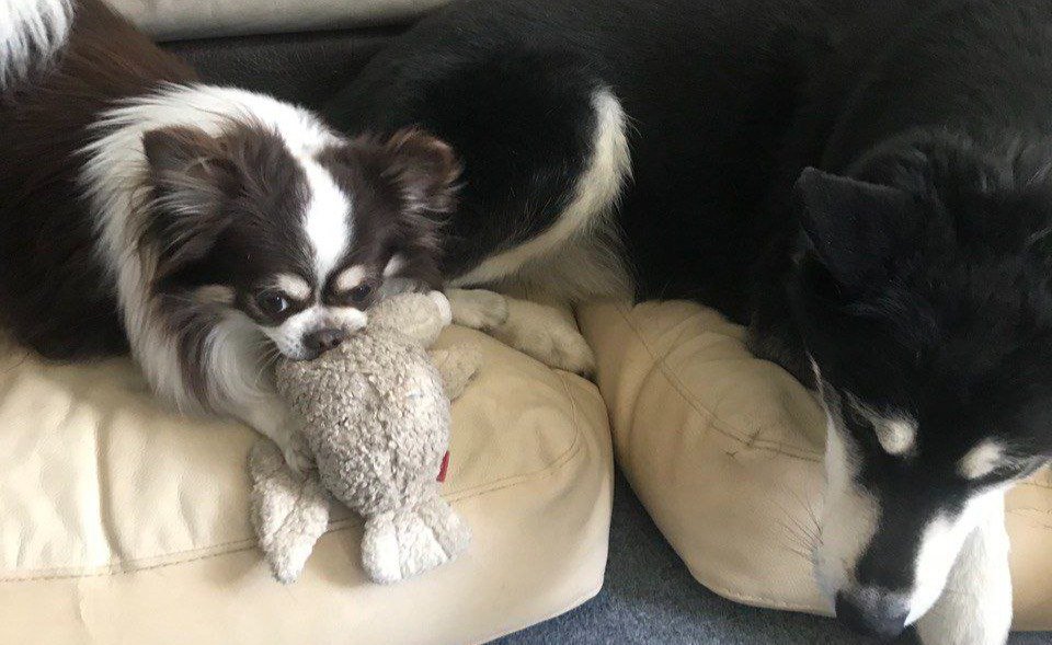 Реся с Марсом со временем подружились. Фото: предоставлено Натальей Крыловой