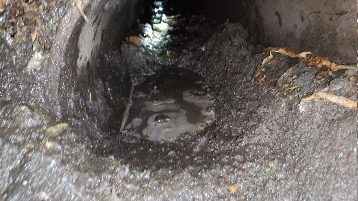 Фото: «Кошкиспас»