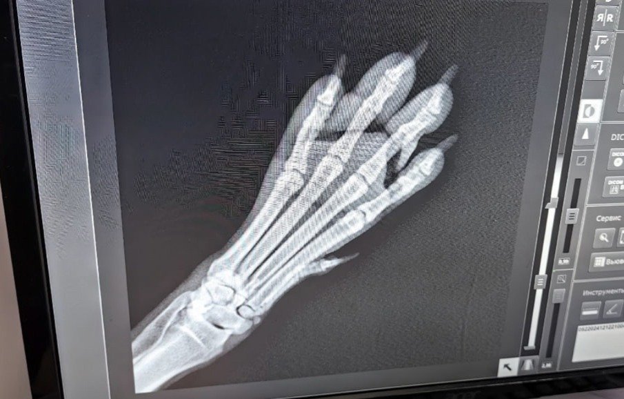 Фото: группа «Кошкиспас» в ВК