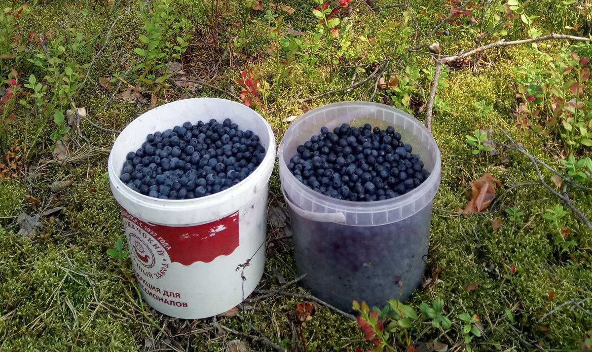 Фото: «Грибы и грибники СПб»