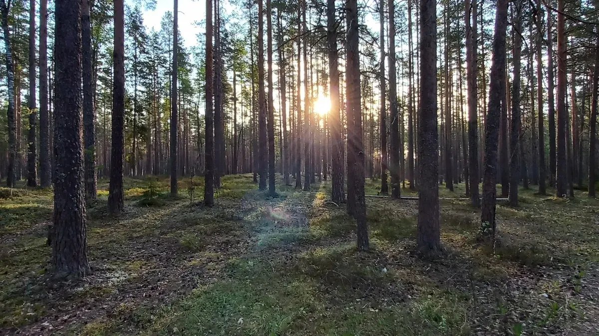 Фото: «Сохраним лес Зеленогорска и заказник Щучье озеро»