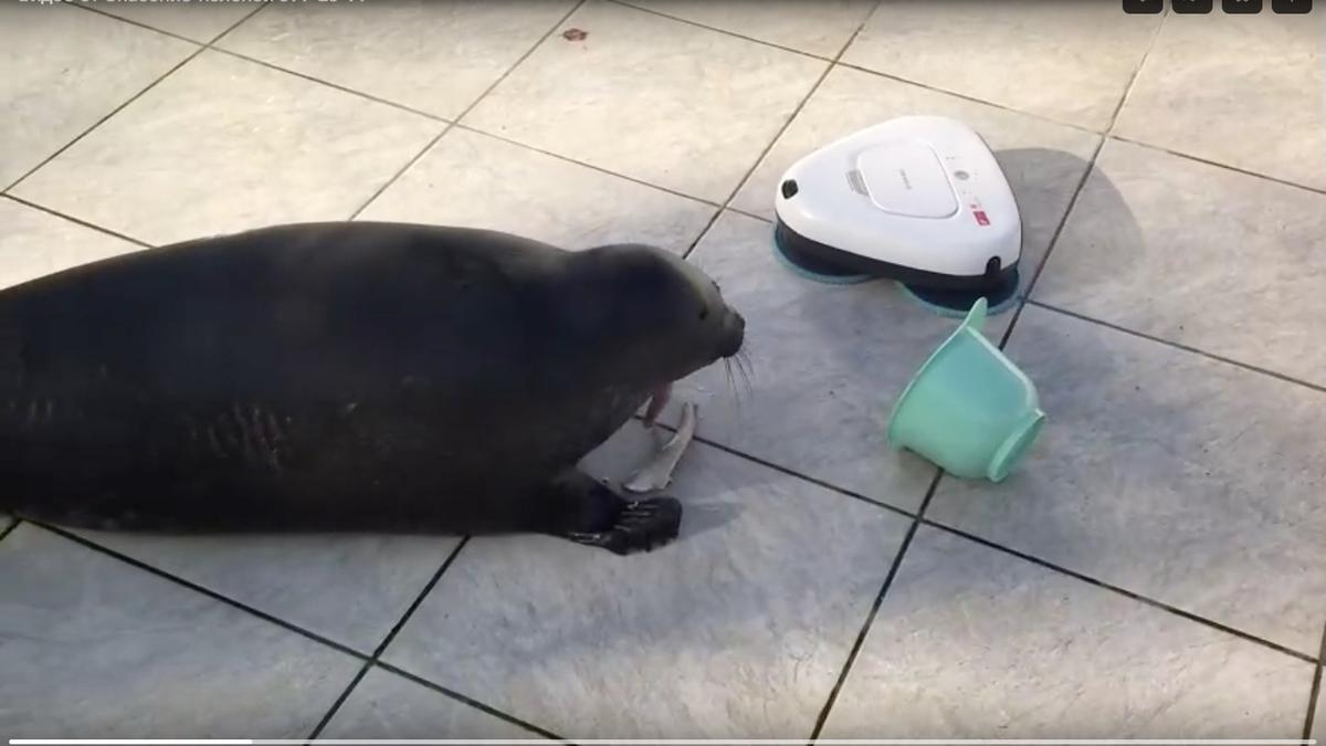 Робот-мойщик помешал нерпе Крошику обедать