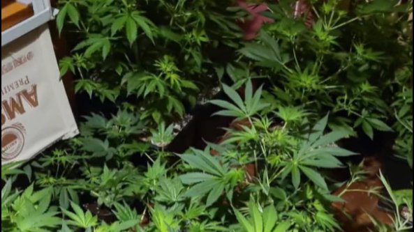 Полиция обнаружила 45 кустов конопли в квартире на проспекте Римского-Корсакова