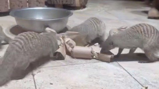 Мангусты в Ленинградском зоопарке полюбили копаться в «конфетках» с овощами и фруктами