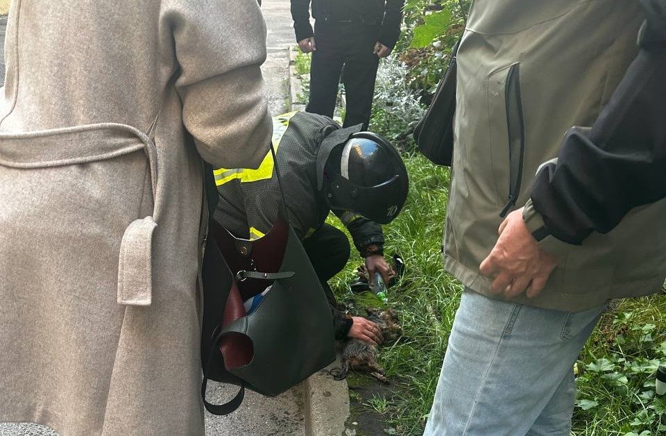 Фото: telegram-канал «Петроградский район»