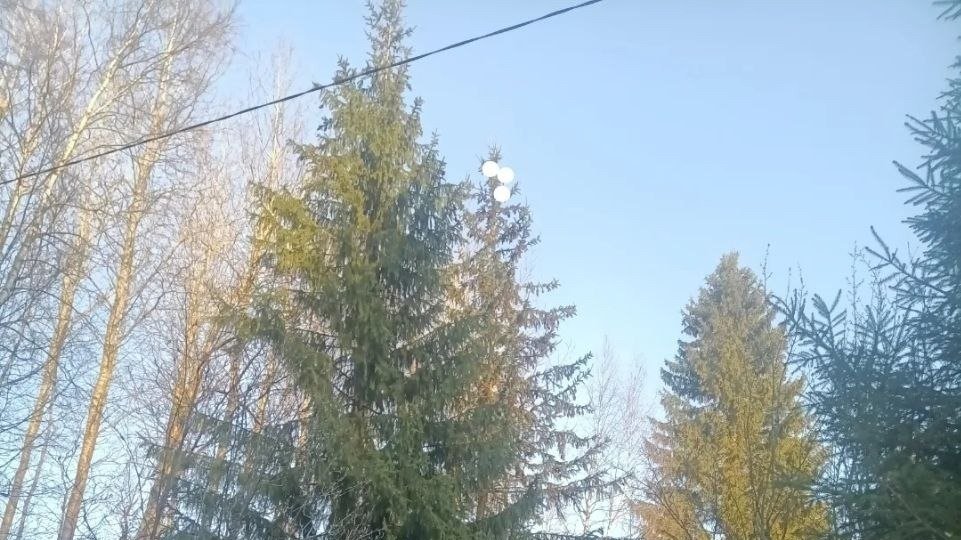 Фото: «Кошкиспас»