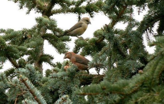 Так выглядят клесты-еловики Фото: «Каждой твари по паре / Павел Глазков»