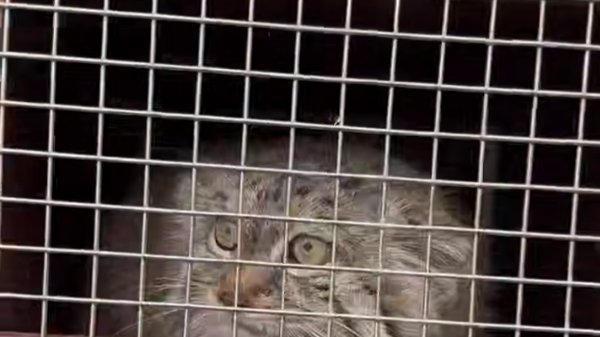 Скриншот видео: Ленинградский зоопарк