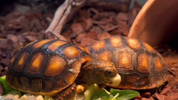 Скриншот видео: Ленинградский зоопарк