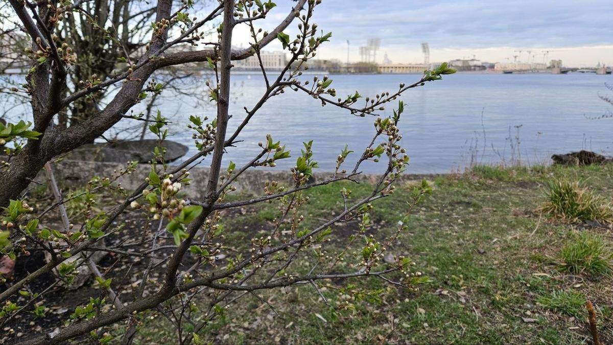 Фото: « Заросли — Парк на Малой Неве »