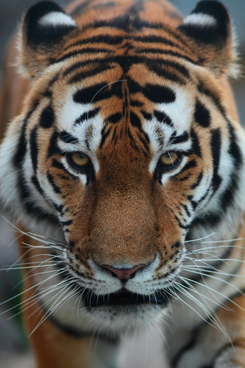 Фото: Ленинградский зоопарк