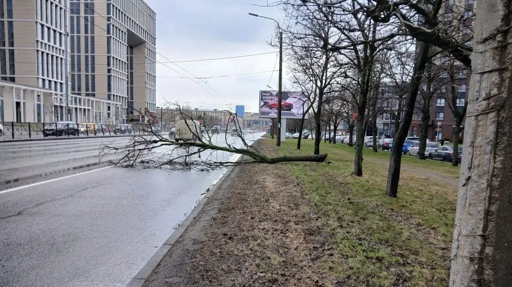 Фото: пресс-служба комитета по благоустройству