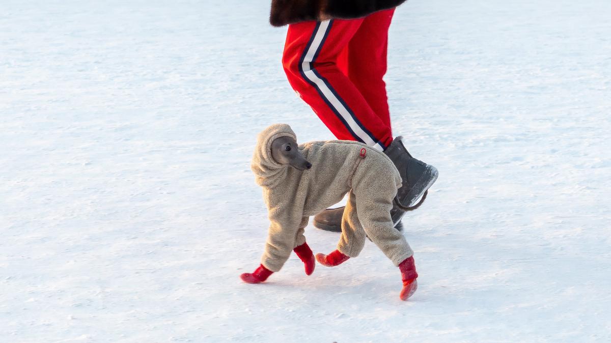Три кинологических площадки благоустроят в Петербурге в этом году