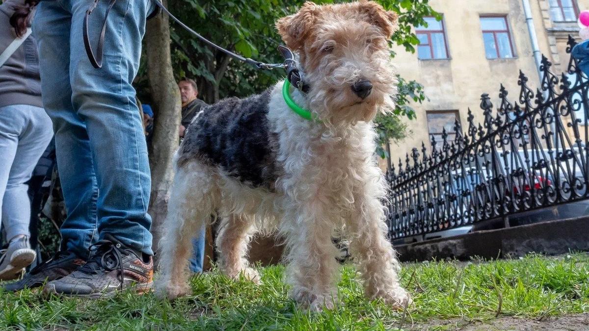 На улице Кондратенко разрешили открыться новой ветеринарной аптеке