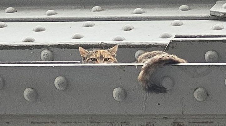 Фото: «Кошкиспас»