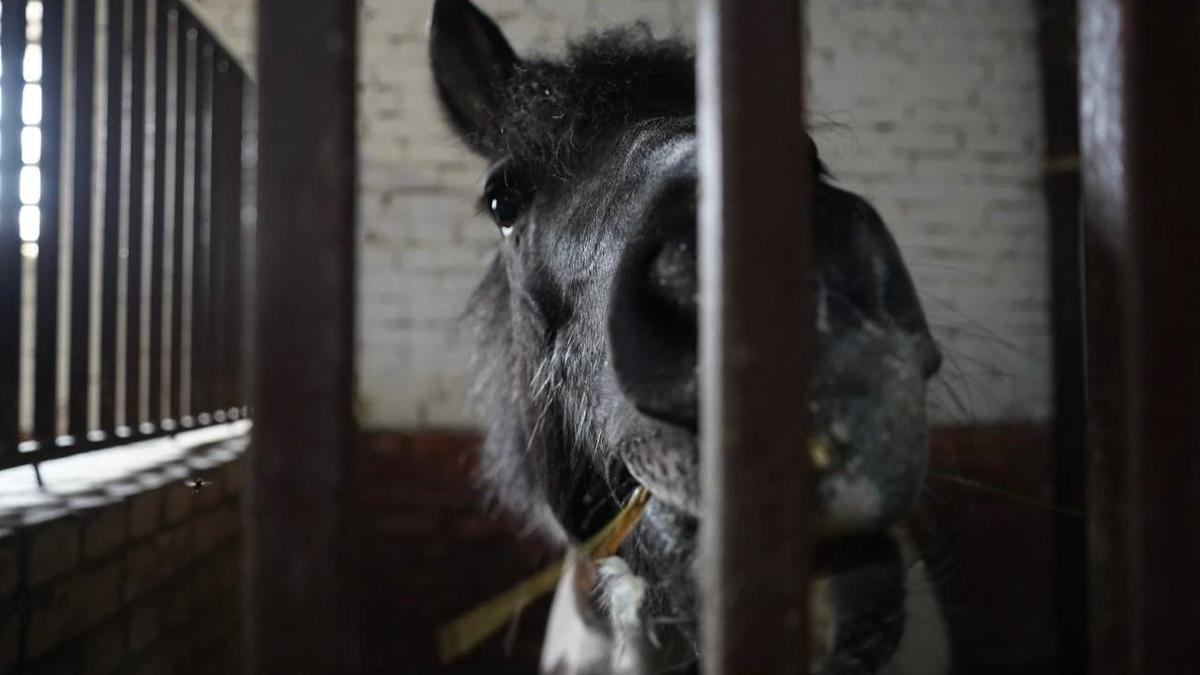 «Я никуда не ухожу и лошадей не отдам»: как старейший конный клуб Петербурга борется за право остаться на Крестовском