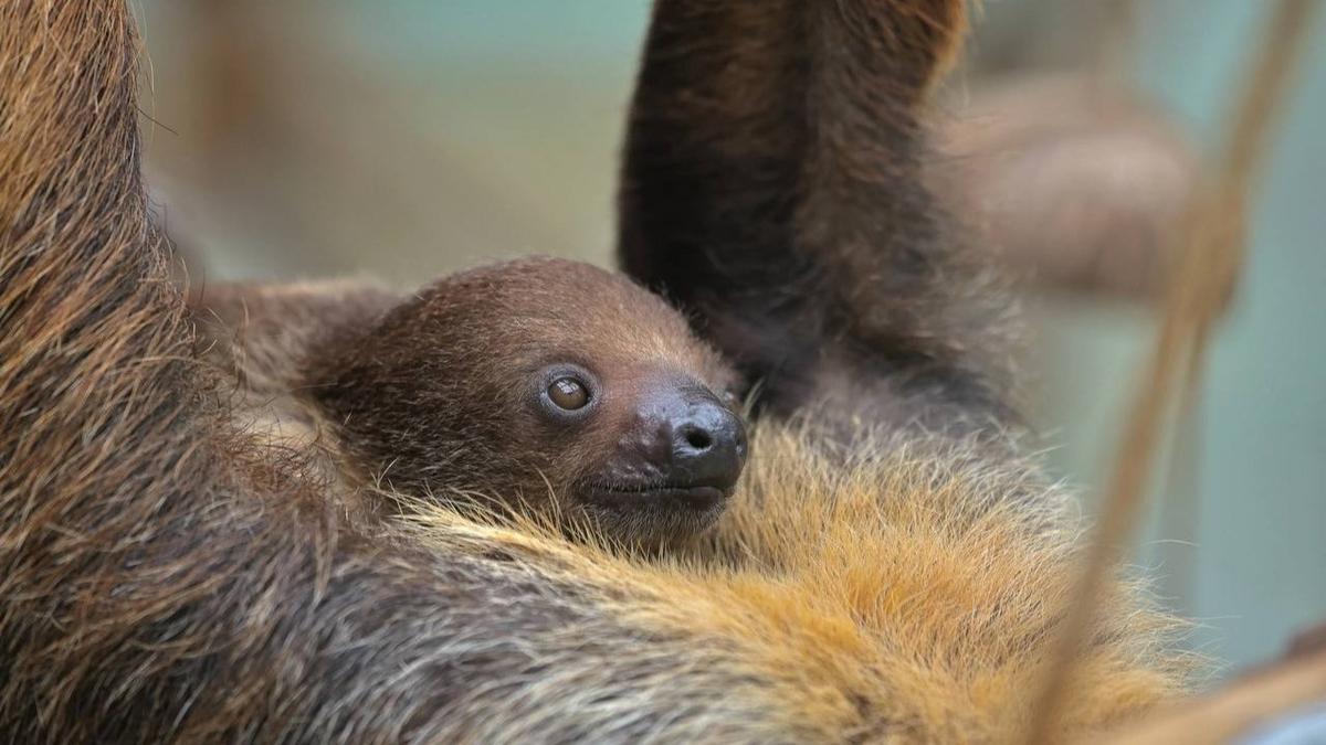 Фото: Ленинградский зоопарк