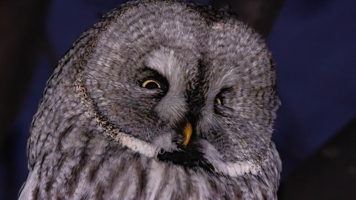 «Письмо из Хогвартса где?»: в Приморском районе заметили редкую краснокнижную сову