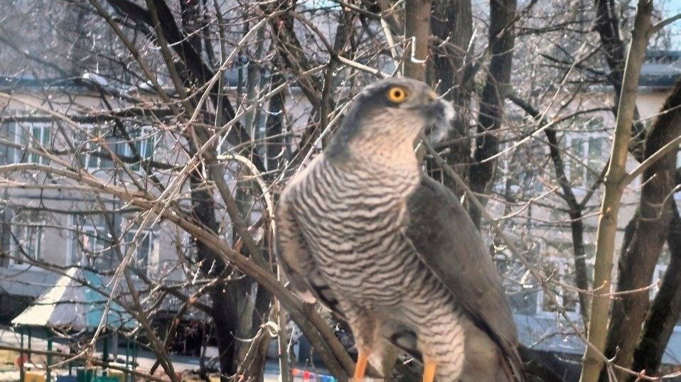 Фото: «Мегаполис»