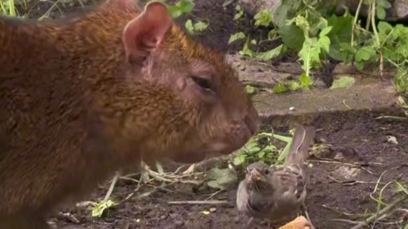Скриншот видео: Ленинградский зоопарк