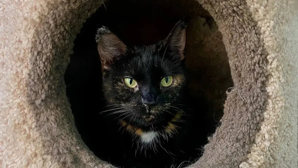 Ежегодная акция «Книга за корм» пройдёт в библиотеке «На Стремянной» с 1 по 10 марта