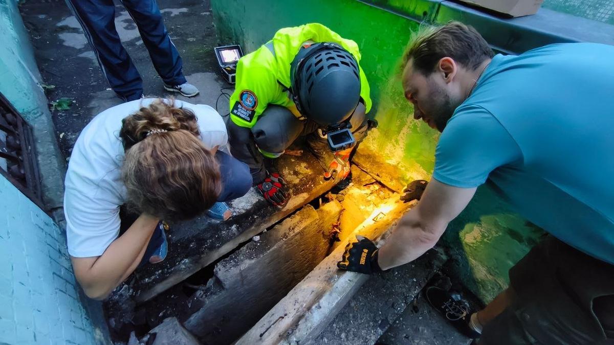 Фото: «Кошкиспас»
