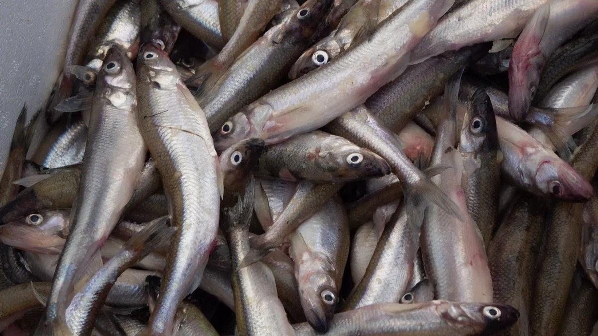 Фото: Дмитрий Абрамов / MR7