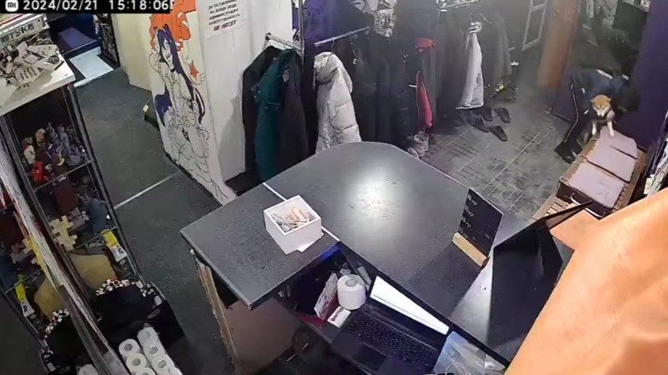 Неизвестный украл сиба-ину из антикафе «Фронтир» в Петербурге