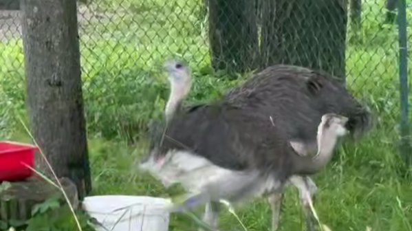 Скриншот видео: Ленинградский зоопарк