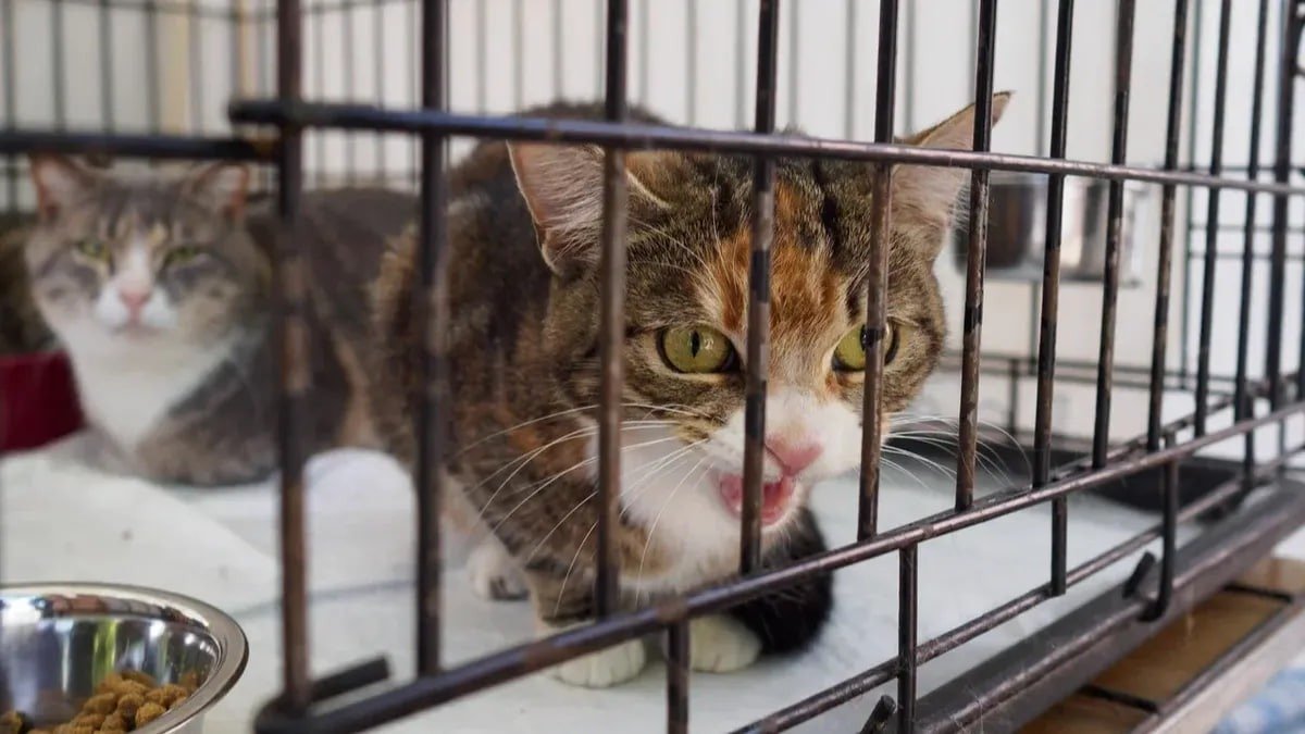 Фото: Дмитрий Абрамов / MR7