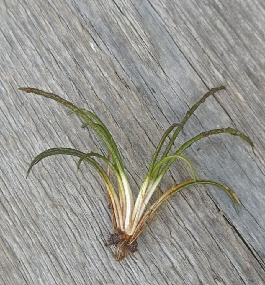 Полушник колючеспоровый (Isoetes echinospora Durieu) в береговых выбросах Вачозера. Вид чувствителен к чистоте и прозрачности воды. Растет на песчаном дне в прибрежных зонах олиготрофных водоемов. Занесён в Красную книгу РФ. Фото: Иван Белкин