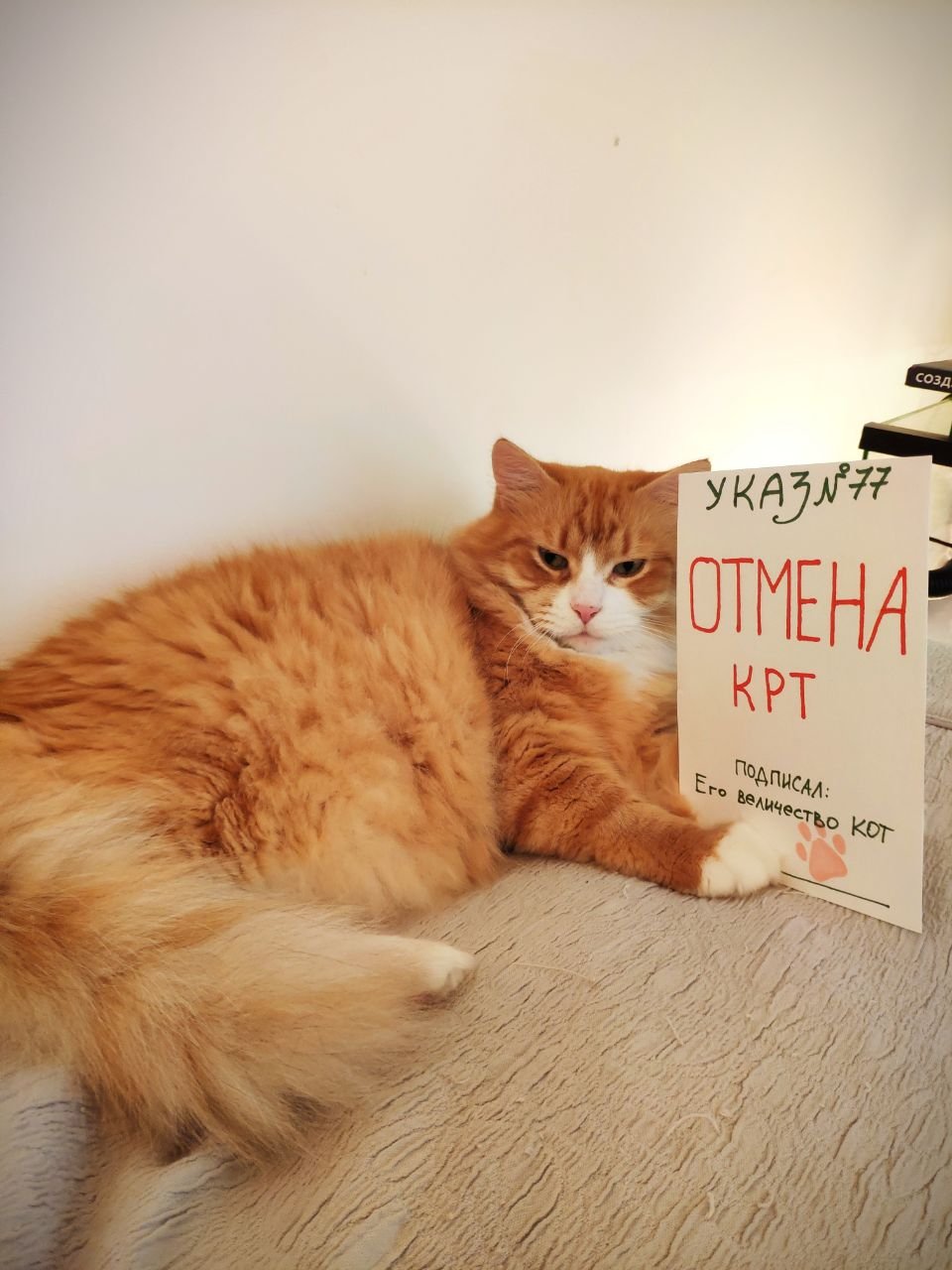Остановить снос любимого дома хочет и кот Рыжа из Московского района. Фото: Анна
