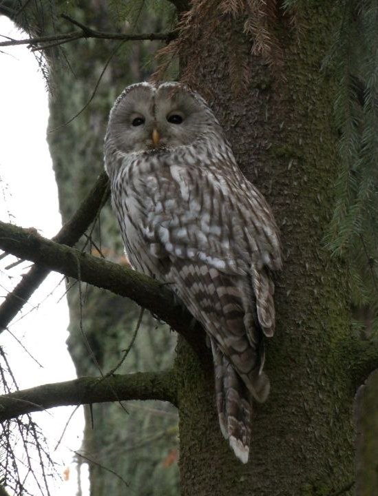 Уральская неясыть. Фото: «Каждой твари по паре / Павел Глазков»
